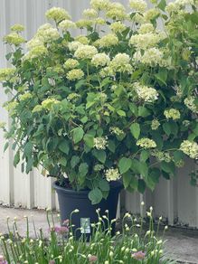 plants