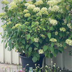plants