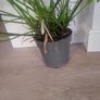 Philodendron Xanadu Image 4