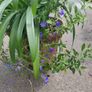 XXL Agapanthus africanus umbellatus Blue plant in the plastic pot Image 2