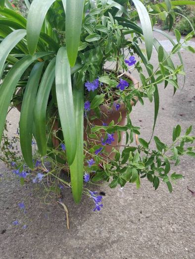 XXL Agapanthus africanus umbellatus Blue plant in the plastic pot