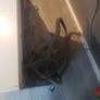 Zanussi washing machine 6kg Image 6