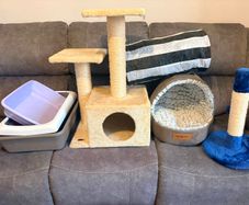 Cat / Kitten Supply Bundle (Scratching Trees, Bed, Litter Trays, Tunnel)