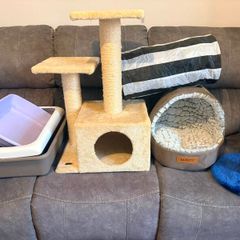 Cat / Kitten Supply Bundle (Scratching Trees, Bed, Litter Trays, Tunnel)