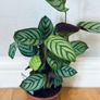 Calathea Compact Star in 14cm pot and 50cm in height Image 2