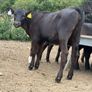 40 Aberdeen Angus Heifers Image 9
