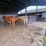 7 organic incalf heifers Image 5