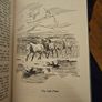 The Amature Horse Dealers. By  Macgregor-morris. Rare First Edition 1951 Hardback In Good Condition.  See Photos For Same. Image 9