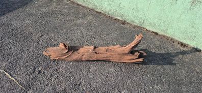 drift wood
