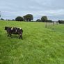 Pedigree Spotted Dutch Sheep Image 3
