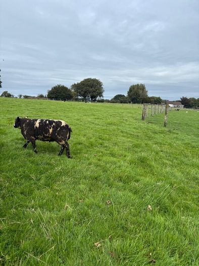 Pedigree Spotted Dutch Sheep