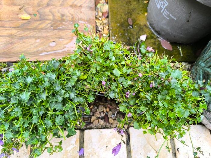 garden plants