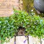 garden plants Image 2