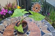 Syngonium Mojito Mottled - house plant - indoor plant