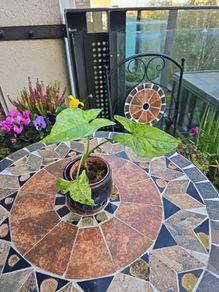 Syngonium Mojito Mottled - house plant - indoor plant
