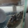 Musk Turtle and Tank Image 6