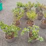 Clearance Price! Top Quality Azaleas Image 3
