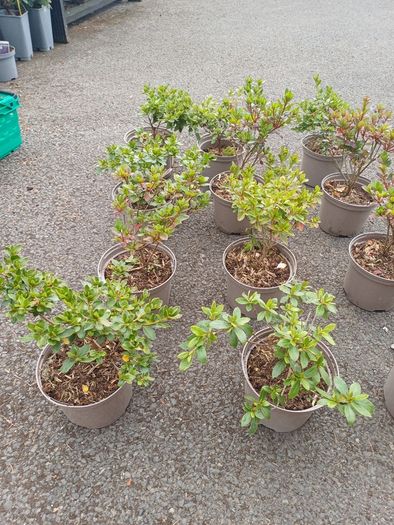 Clearance Price! Top Quality Azaleas