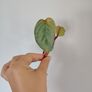 Philodendron Billetai, sodiroi, and hederaceum 'rio' Image 7
