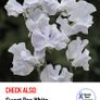 (S) Sweet Pea Red Seeds 3g (184786) Image 4