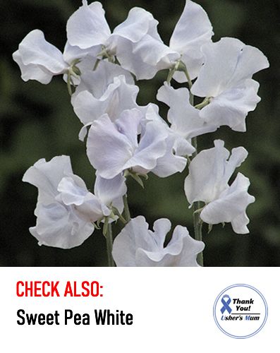 (S) Sweet Pea Blue Ripple seeds 1g (601462)