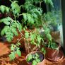 Organic Tomato Plants Image 6