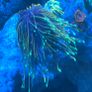 coral Image 2