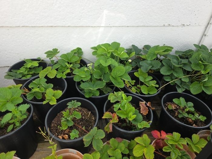 strawberry plants