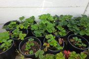 strawberry plants