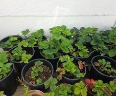 strawberry plants