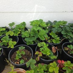 strawberry plants