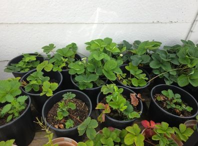 strawberry plants