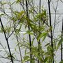 bamboo tree Image 3