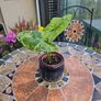 Syngonium Mojito Mottled - house plant - indoor plant Image 2
