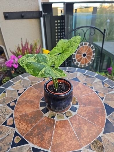 Syngonium Mojito Mottled - house plant - indoor plant