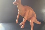 Schleich Edmontosaurus 1997 Toy Dinosaur Replicasaurus Series