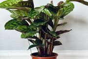 Calathea Flamestar in 19cm pot and 70cm in height