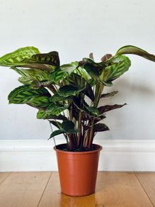 Calathea Flamestar in 19cm pot and 70cm in height
