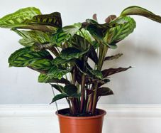 Calathea Flamestar in 19cm pot and 70cm in height