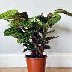 Calathea Flamestar in 19cm pot and 70cm in height