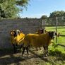 Lanark rams Image 5