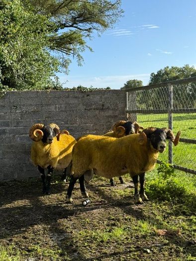Lanark rams