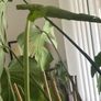 Cheese plant Image 3
