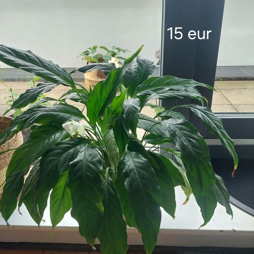 Plants