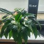 Plants Image 10