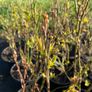 Blueberry bushes 5l pot Image 10