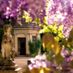 goldenwisteria