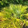 Chamaerops Planter Image 2