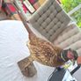 Taxidermy mount of a Male Ring-necked Pheasant Image 2