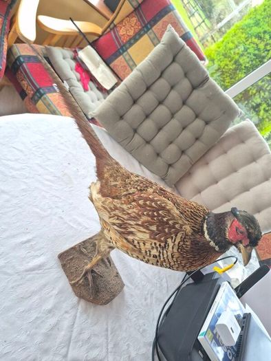 Taxidermy mount of a Male Ring-necked Pheasant